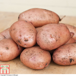 Potato 'Sarpo Mira' - 20 tubers