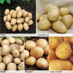 Potato 'Baby New Potato Collection' - 30 tubers - 5 of each variety
