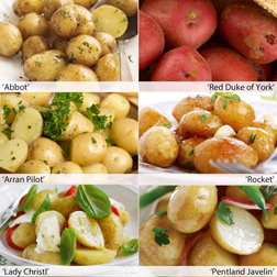 Potato 'Favourite Earlies Collection A' - 60 tubers - 10 of each variety