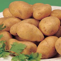 Potato 'Accord' - 5 tubers