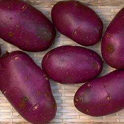 Potato 'Blue Danube' - 20 tubers