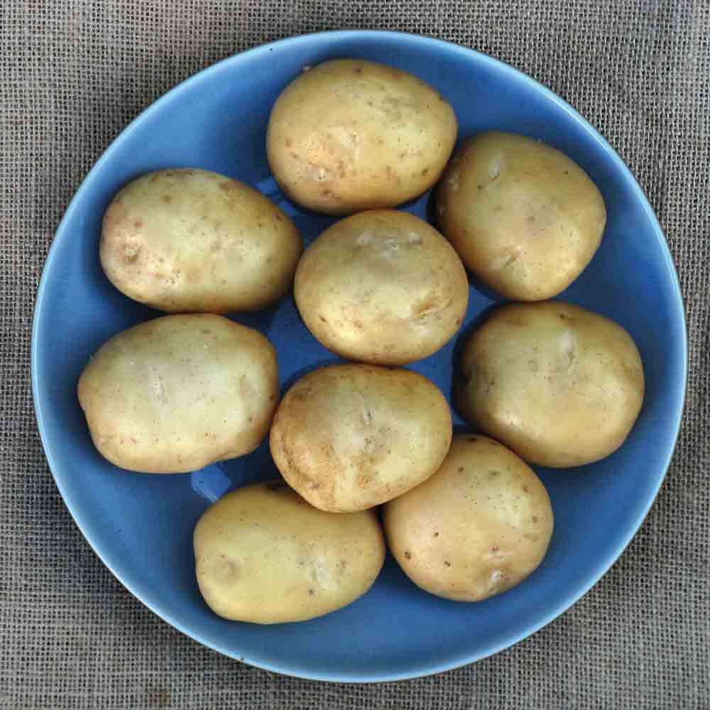 Potato 'Shona' - 20 tubers