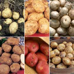 Potato 'Favourite Earlies Collection B' - 6 x 10 tuber packs