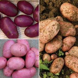 Potato 'Sarpo Collection' - 120 tubers - 40 of each variety