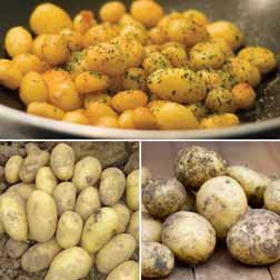 Potato 'Multi Minis Collection' - 15 tubers - 5 of each variety