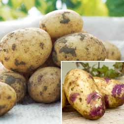 Gourmet Potato Collection and Planters - 15 tubers - 5 of each variety