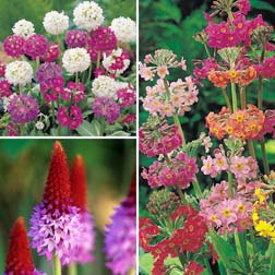 Primula Hardy Collection - 12 jumbo plugs - 4 of each variety