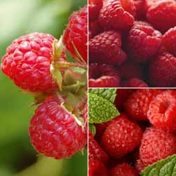 raspberry canes, save 15% off