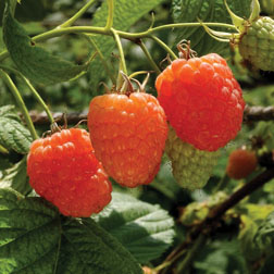 Raspberry 'Valentina' (Summer fruiting) - 3 canes