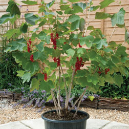 Redcurrant 'Rovada' (Cordon) - 1 plant