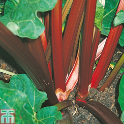 Rhubarb 'Champagne' (Autumn Planting) - 2 budded crowns