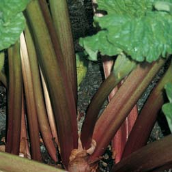 Rhubarb 'Stockbridge Arrow' (Spring Planting) - 2 budded crowns