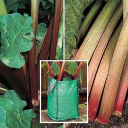 Rhubarb Patio Kit B (Autumn Planting) - 2 patio planters + 2 budded pieces of each variety