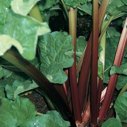 Rhubarb 'Giant Grooveless Crimson' (Spring Planting) - 2 plants