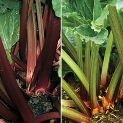 Rhubarb RHS Collection (Spring Planting) - 2 plants - 1 of each variety