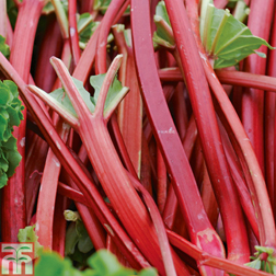 Rhubarb 'Fulton's Strawberry Surprise' Patio Kit - 1 plant + 2 grow bags