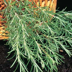 Rosemary - 1 packet (100 seeds)