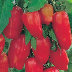 Tomato 'Il San Marzano Lungo' - Vita Sementi® Italian Seeds - 1 packet (300 seeds)