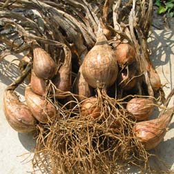 Shallot 'Echalote Grise' (Autumn Planting ) - 1 pack