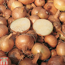 Shallot 'Golden Gourmet' - 1 pack