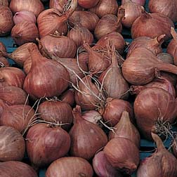 Shallot 'Pikant' - 1 pack