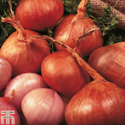 Shallot 'Red Sun' - 1 pack