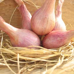 Shallot 'Mikor' - 1 pack