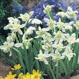 Snowdrop (Double-flowered) - 25 bulbs 'in the green'