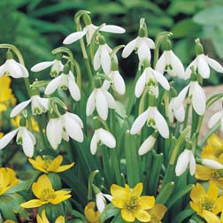 Snowdrop (Single-flowered) - 25 bulbs 'in the green'