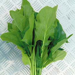 Spinach 'Mikado' F1 Hybrid - 1 packet (500 seeds)