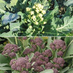 Broccoli 'Sprouting Collection' - 2 packets - 1 of each variety (600 seeds in total)