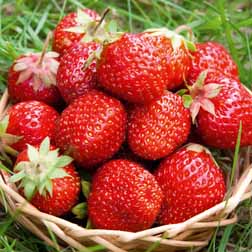 Strawberry 'Christine' (Misted Tip) (Early Season) - 6 plants