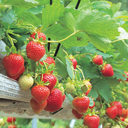 Strawberry 'Red Princess' - 5 plants