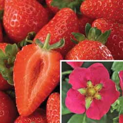 Strawberry 'Toscana' (Everbearer/ All Season) - 48 plugs