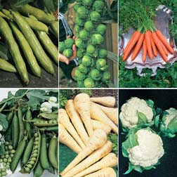 Sunday Lunch Vegetable Collection - SPECIAL OFFER - 6 packets - 1 of each variety (1120 seeds in total)
