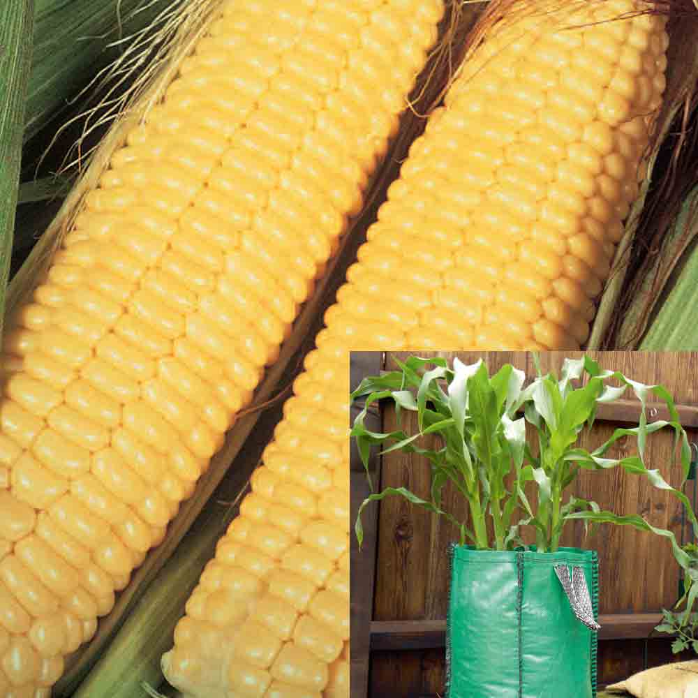 Sweetcorn Patio Kit (Plant Collection) - 1 collection