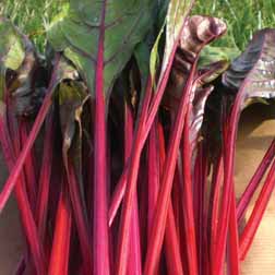 Leaf Beet 'Fantasy' - 1 packet (175 seeds)