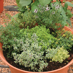 Thyme Plant Collection - 5 jumbo plugs - 1 of each variety