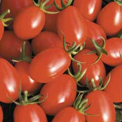 Tomato 'Rosada' F1 Hybrid - 1 packet (6 seeds)