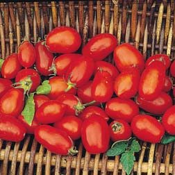 Tomato 'Roma VF' - 1 packet (75 seeds)
