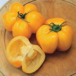 Tomato 'Yellow Stuffer' - Heritage - 1 packet