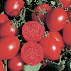Tomato 'Falcorosso' (Organic) - 1 packet (6 seeds)