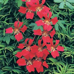 Tropaeolum speciosum - 4 bareroot plants