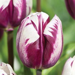 Tulip 'Blueberry Ripple' - 30 bulbs