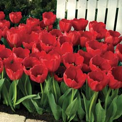 Tulip 'Red Impression' - 40 bulbs