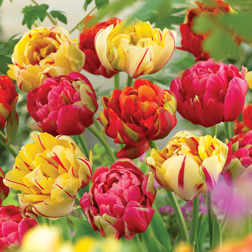 Tulip 'Colour Carnival' - 64 bulbs
