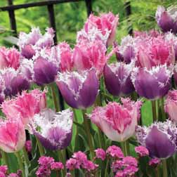 Tulip 'Delightful Duo Combo' - Dutch Gardens - 32 bulbs
