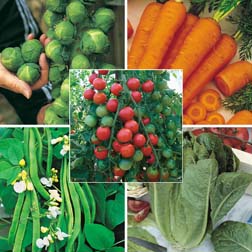 Vegetable Collection 'Customer Favourites' - 5 packets - 1 of each variety (1090 seeds in total)