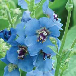 Verbascum 'Blue Lagoon®' - 1 plant in 7cm pot