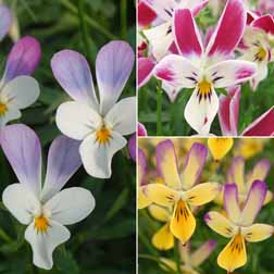 Viola ‘Cheeky’ Collection - 3 x 7cm potted plants - 1 of each variety